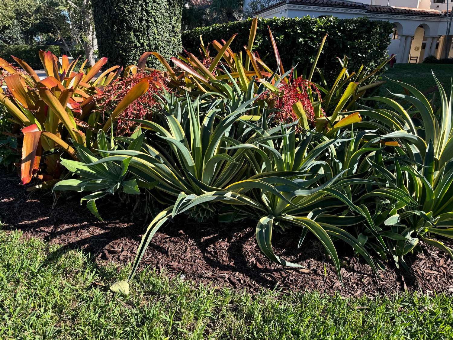 Agave Desmettiana Lurida
