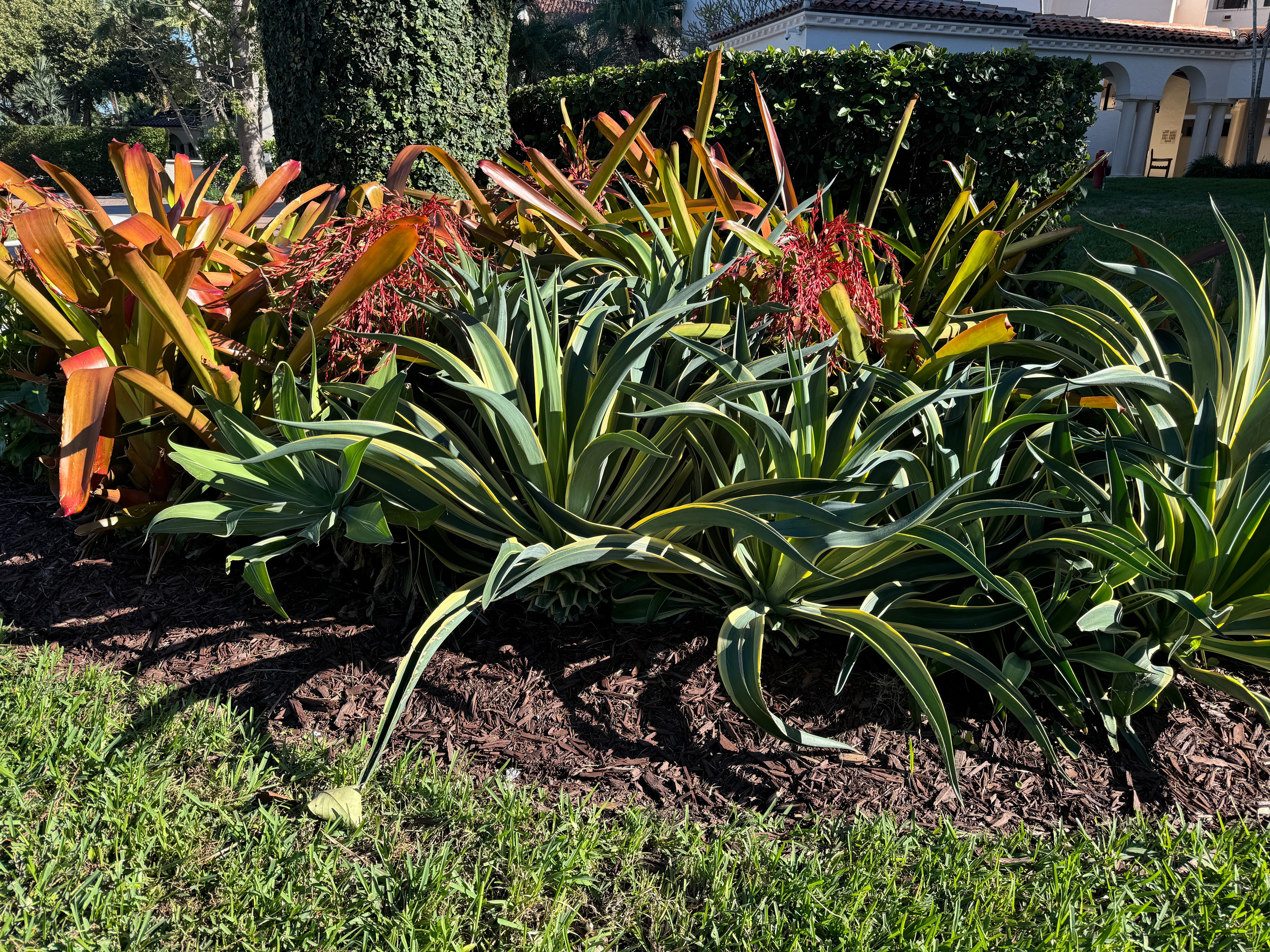 Agave Desmettiana Lurida