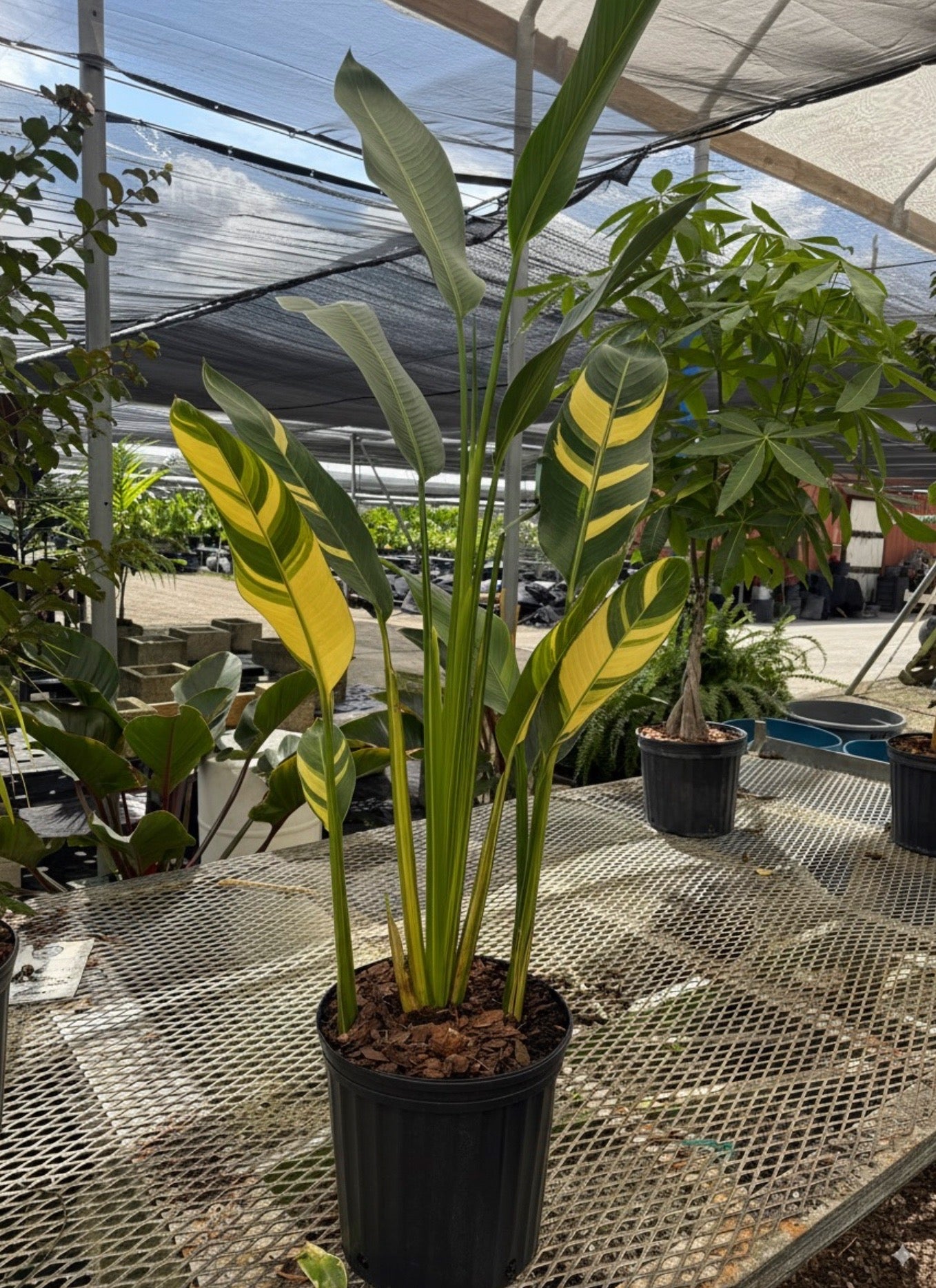 False Variegated Bird of Paradise Tree, Rare and Exotic