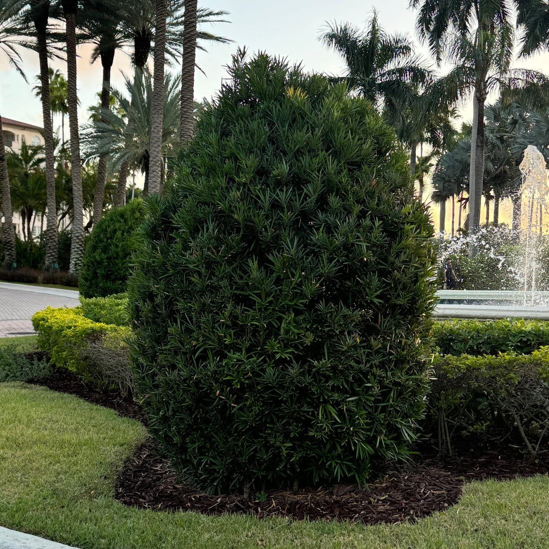 Large Mature Topiary Eugenia Cosmic Egg Shape Planted in Garden