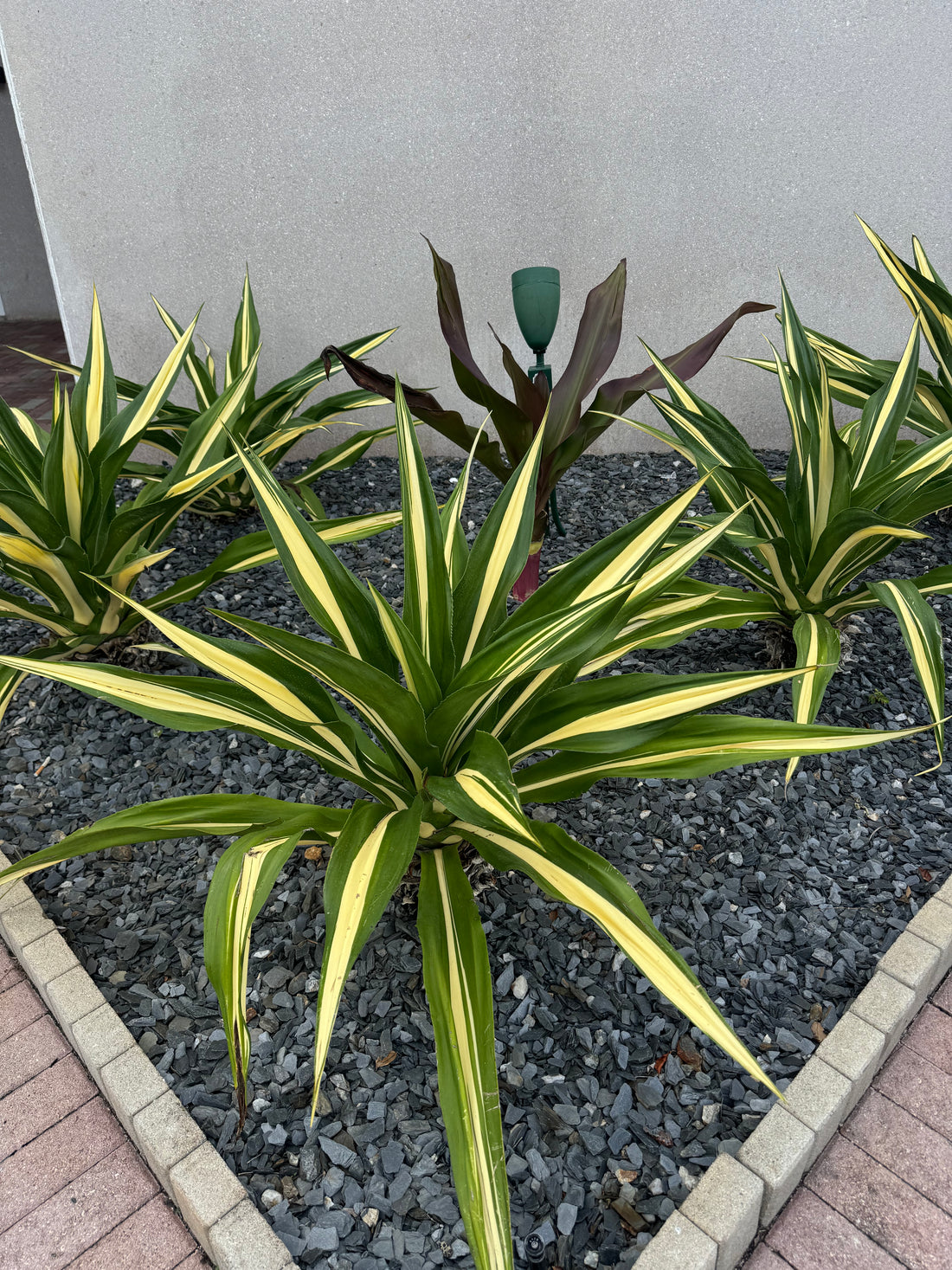 False Agave, Green Giant Variegated, Furcraea Foetida