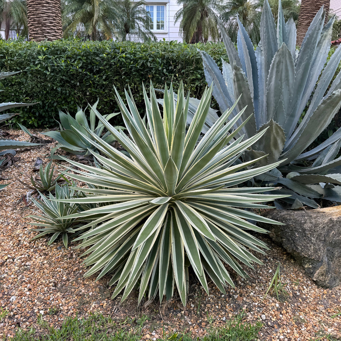 Mature Agave Angustifolia, Caribbean Agave Succulent plants in a garden with a house and palm trees in the background