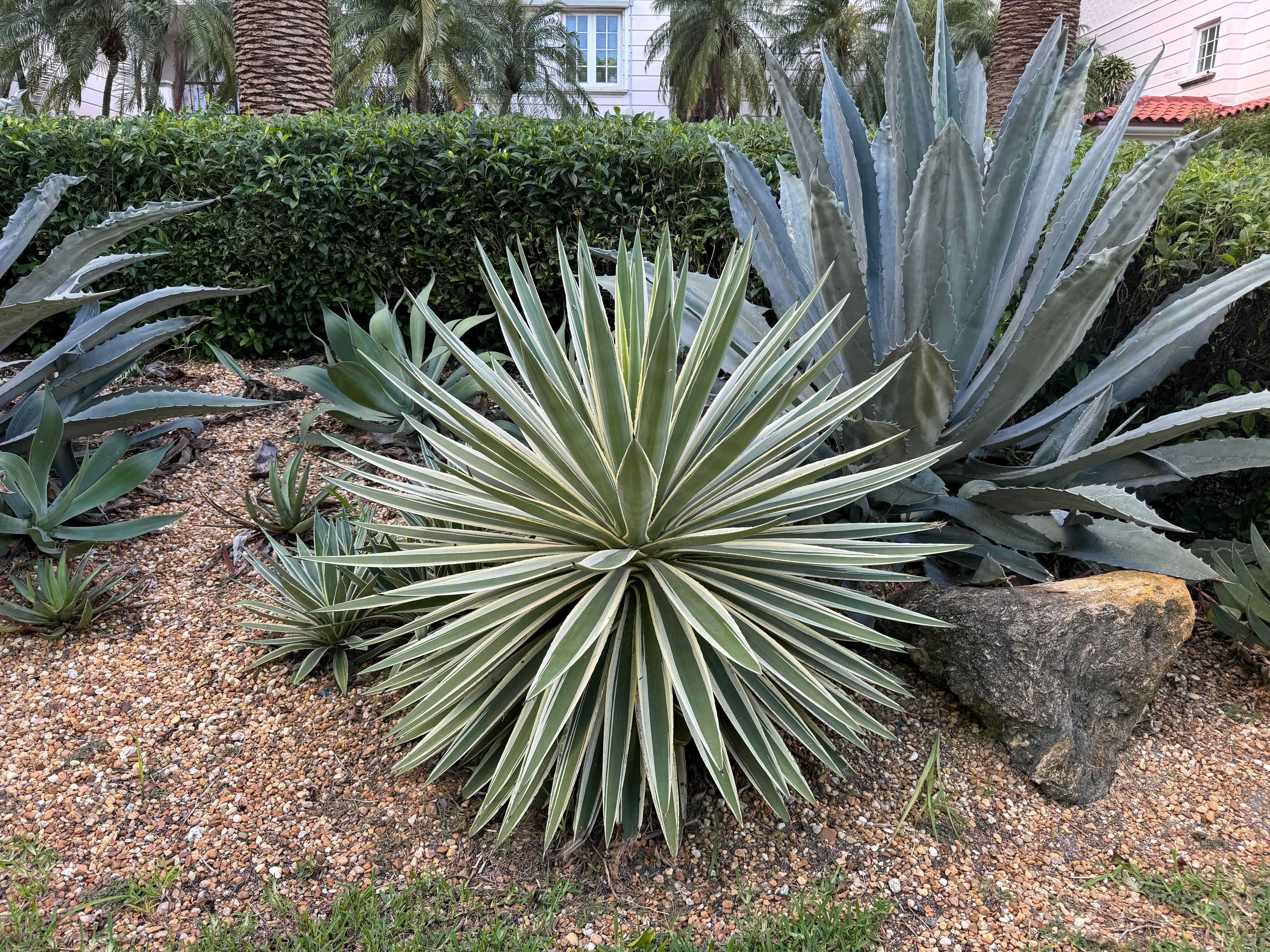 Agave Angustifolia, Caribbean Agave