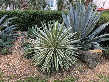 Agave Angustifolia, Caribbean Agave