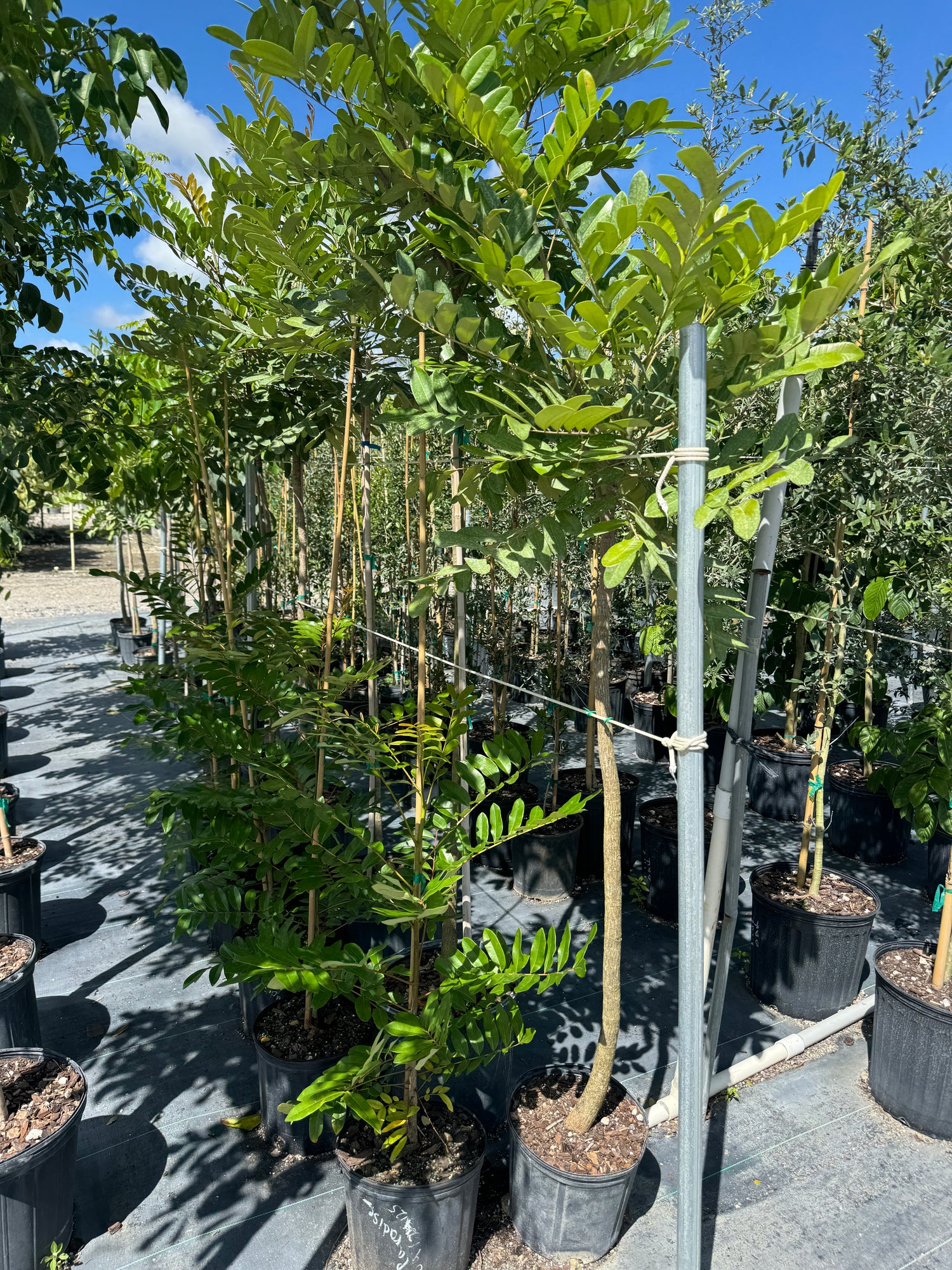 Paradise Tree, Simarouba Glauca Tree