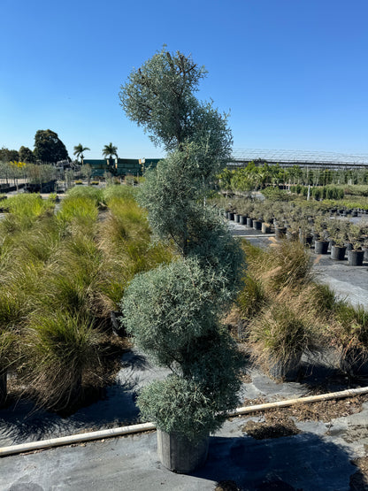 Topiary Spiral Carolina Sapphire