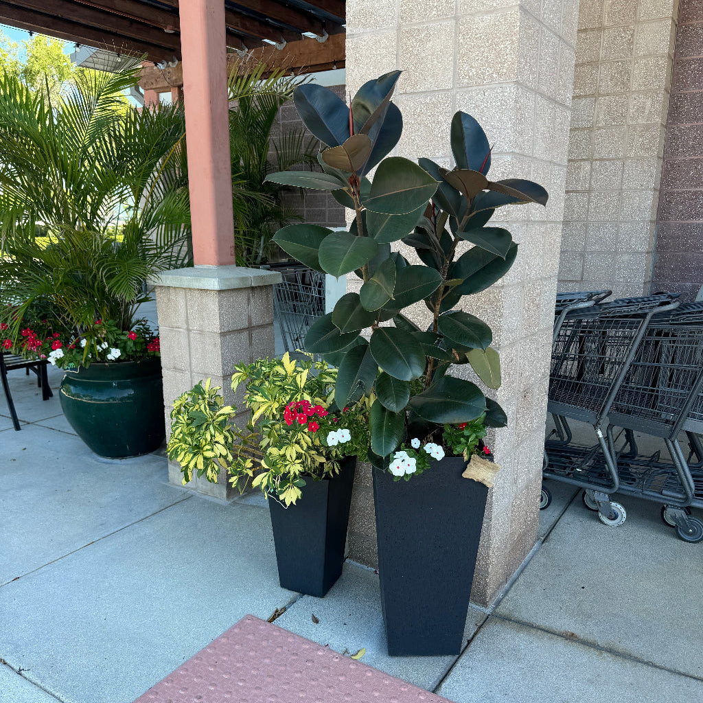 Two tall black rectangular planters filled with large-leafed rubber plant foliage and small red and white flowers, placed on a concrete walkway beside a beige stone pillar and shopping carts.
