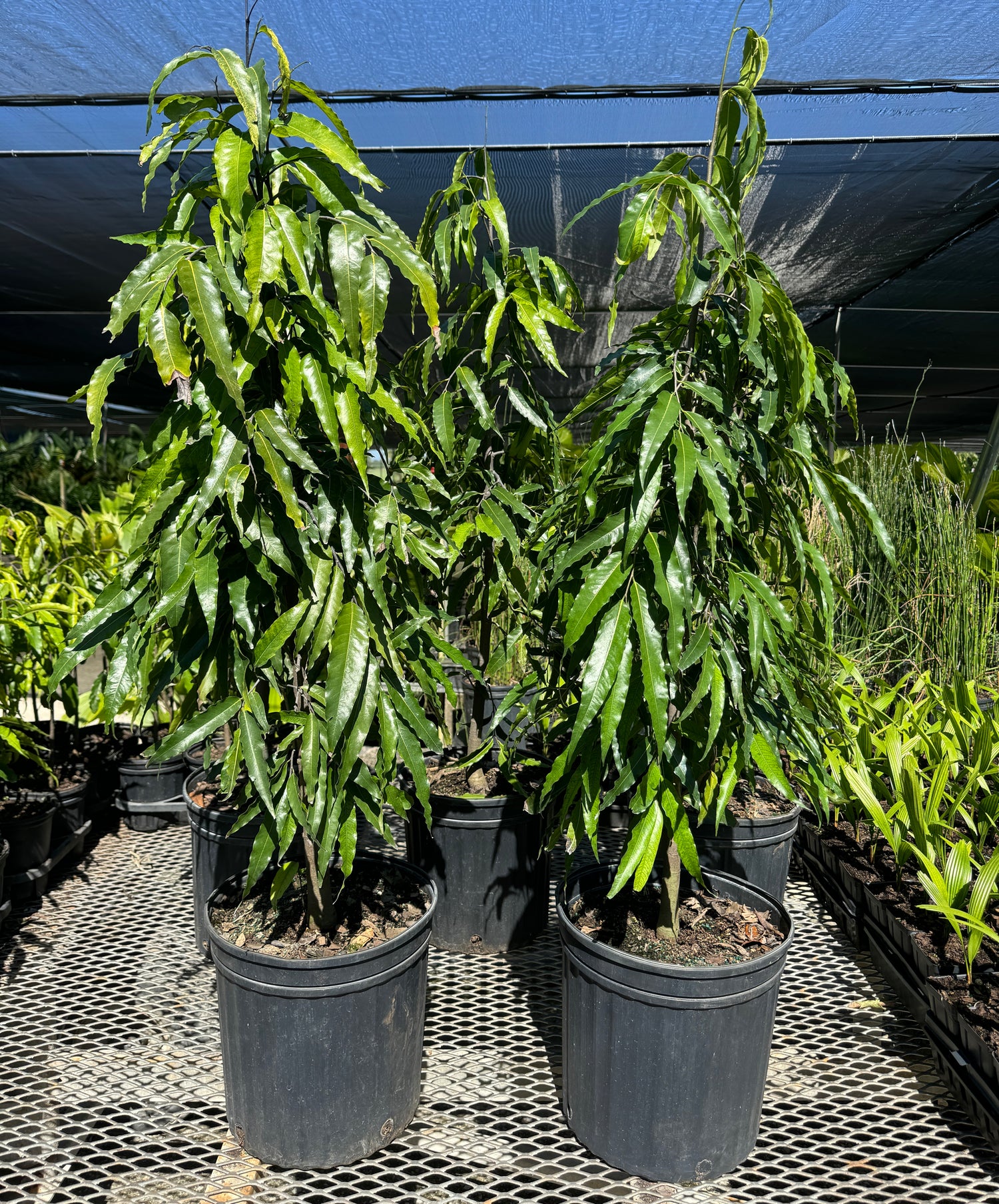 ashoka plant in pot Mast Tree, Sorrowless Tree, False Ashoka