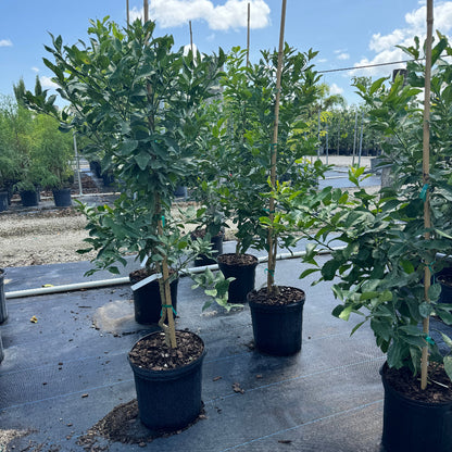 Citrus meyer lemon tree