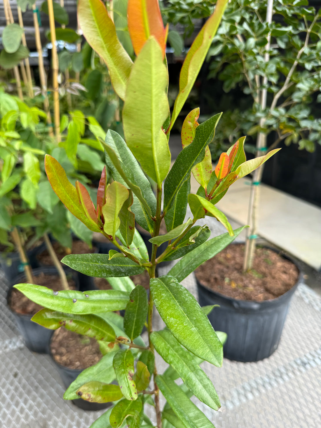 Bay Rum Flowering Tree, Pimenta Racemosa