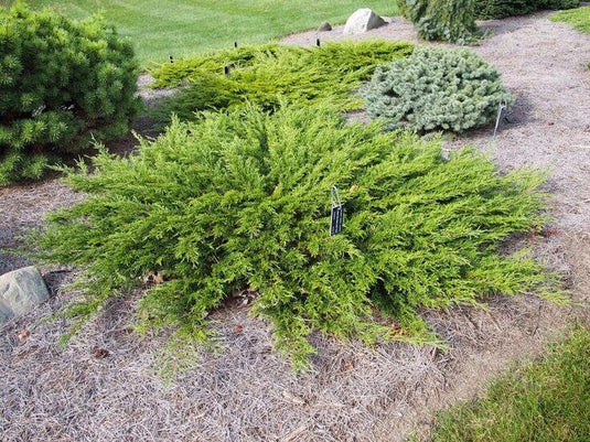 Juniper Raim How to Care and Grow Ground Cover Junipers – Eureka Farms
