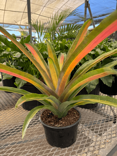5 Neoregelia Billbergia Aechmea Bromeliads Grab Bag Tropical Plant Pups