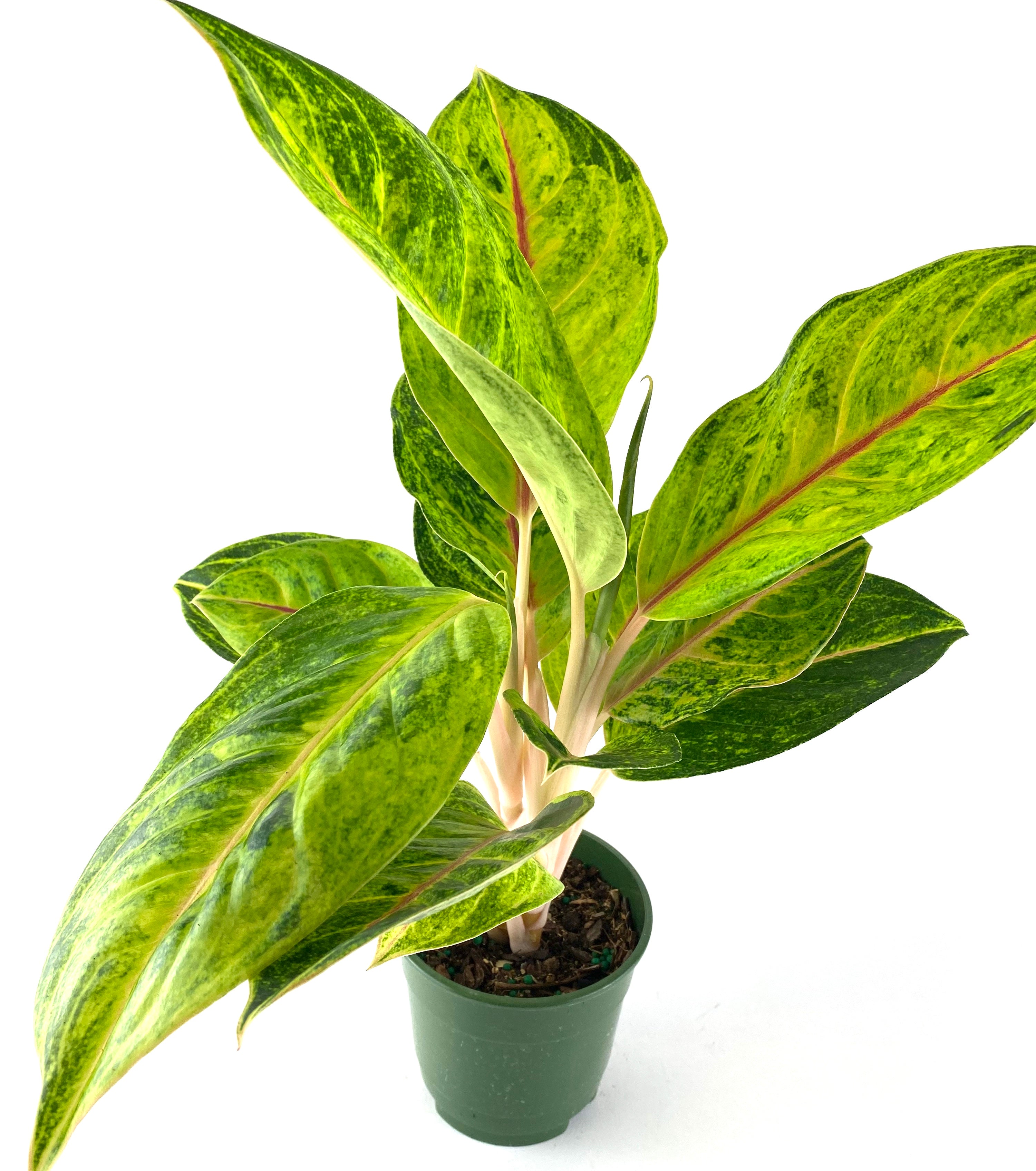 aglaonema green plant Aglaonema 'Green Papaya' 6"