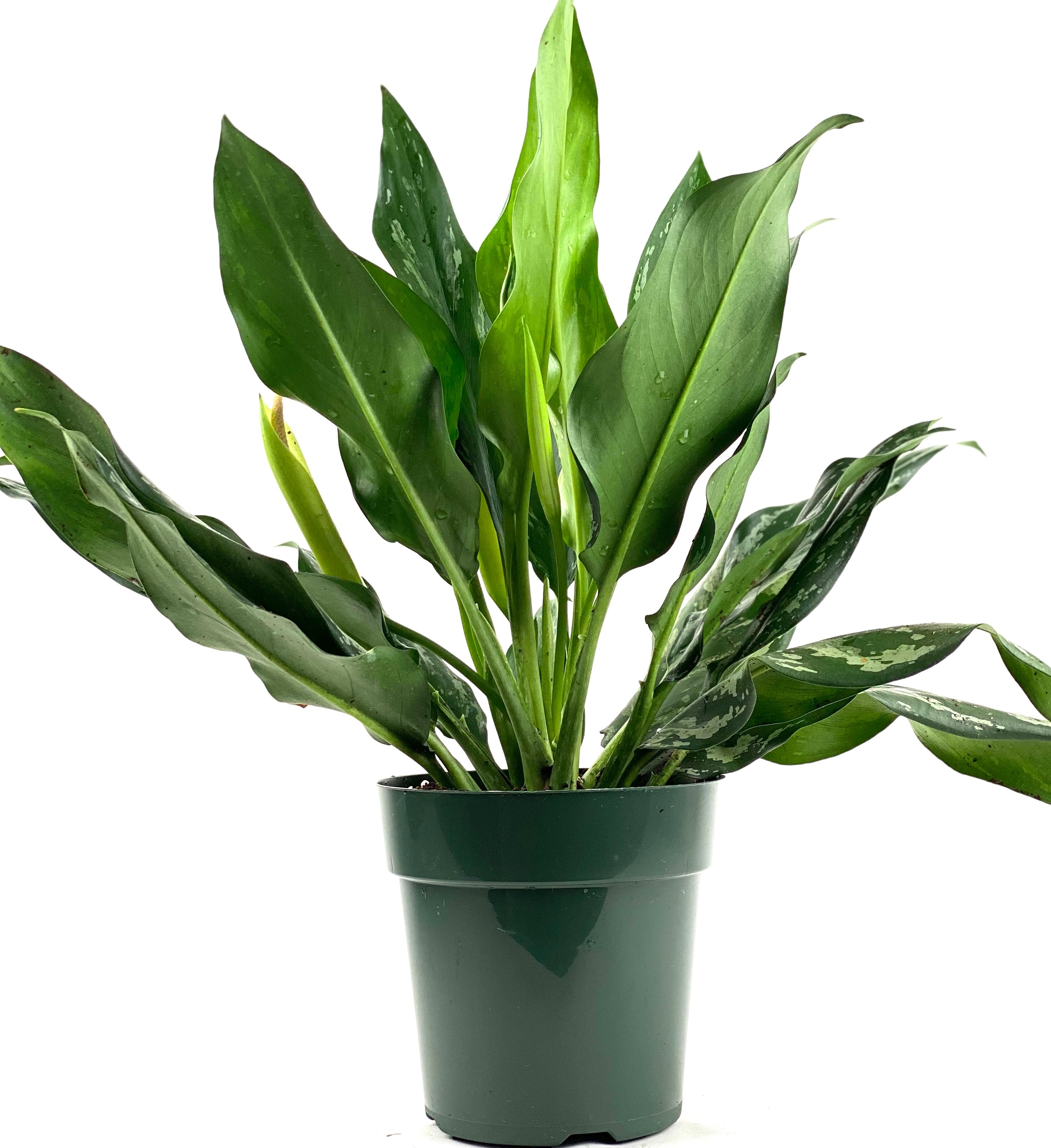 aglaonema new leaf Aglaonema Silver Bay Chinese Evergreen
