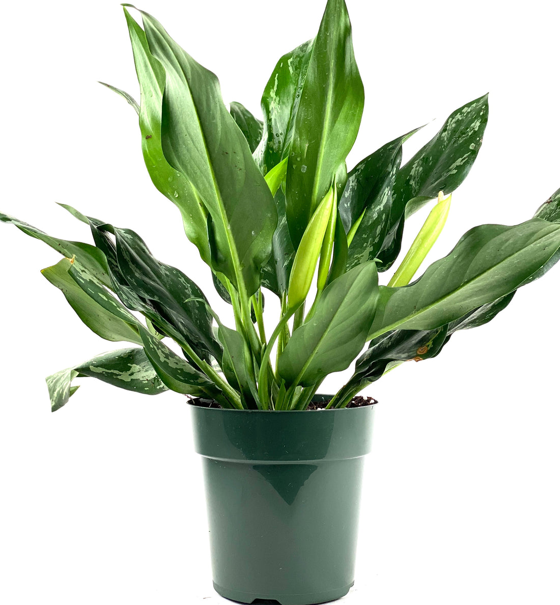 Aglaonema Silver Bay Chinese Evergreen