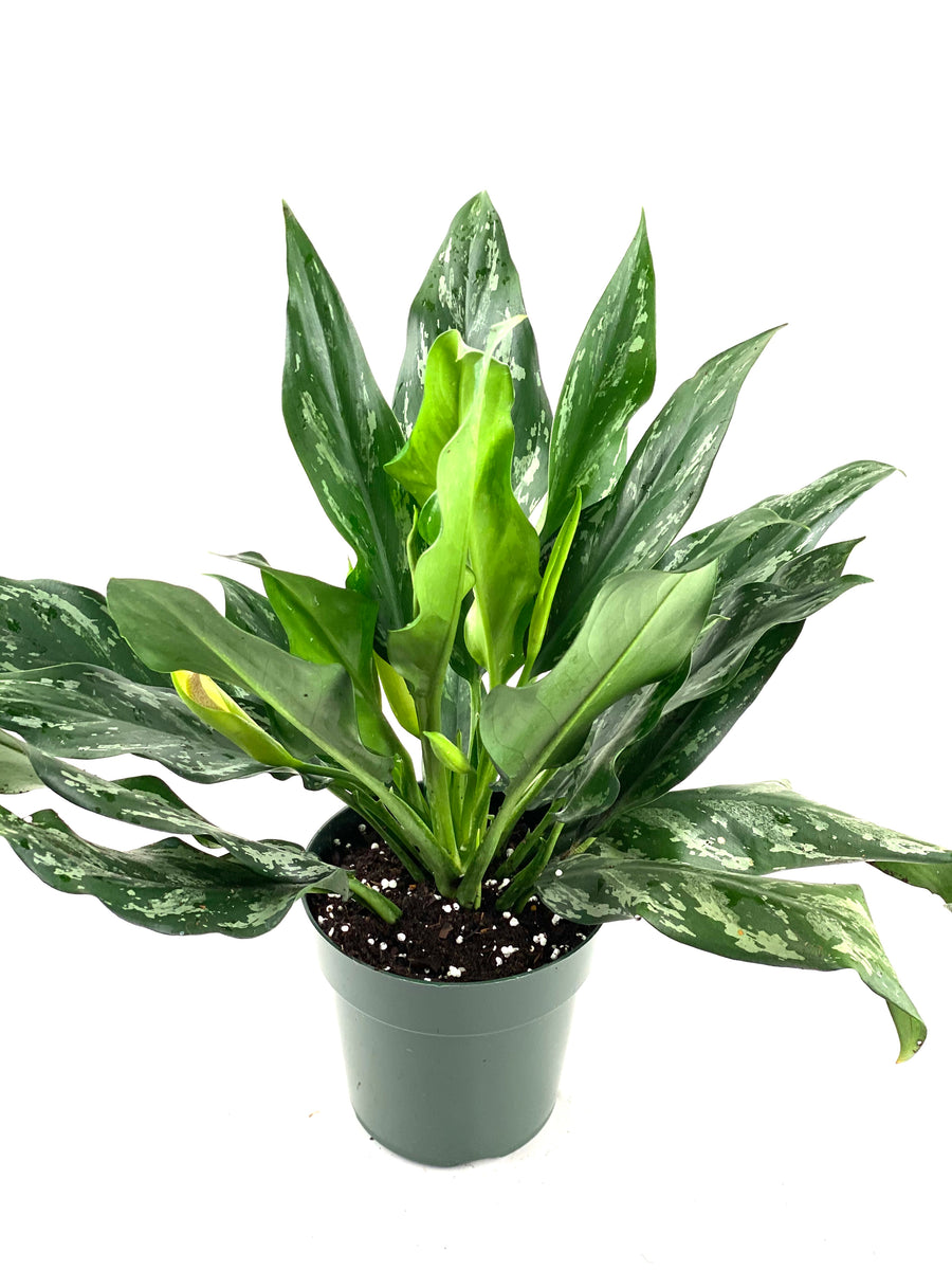Aglaonema Silver Bay Chinese Evergreen