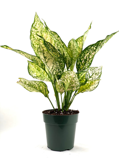 aglaonema asst Aglaonema Etta Rose Chinese Evergreen – Eureka Farms