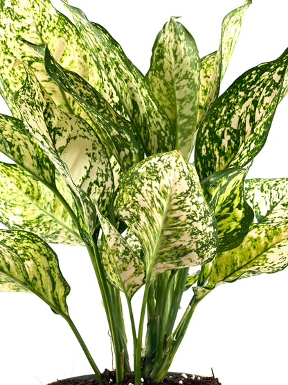 Aglaonema Etta Rose Chinese Evergreen