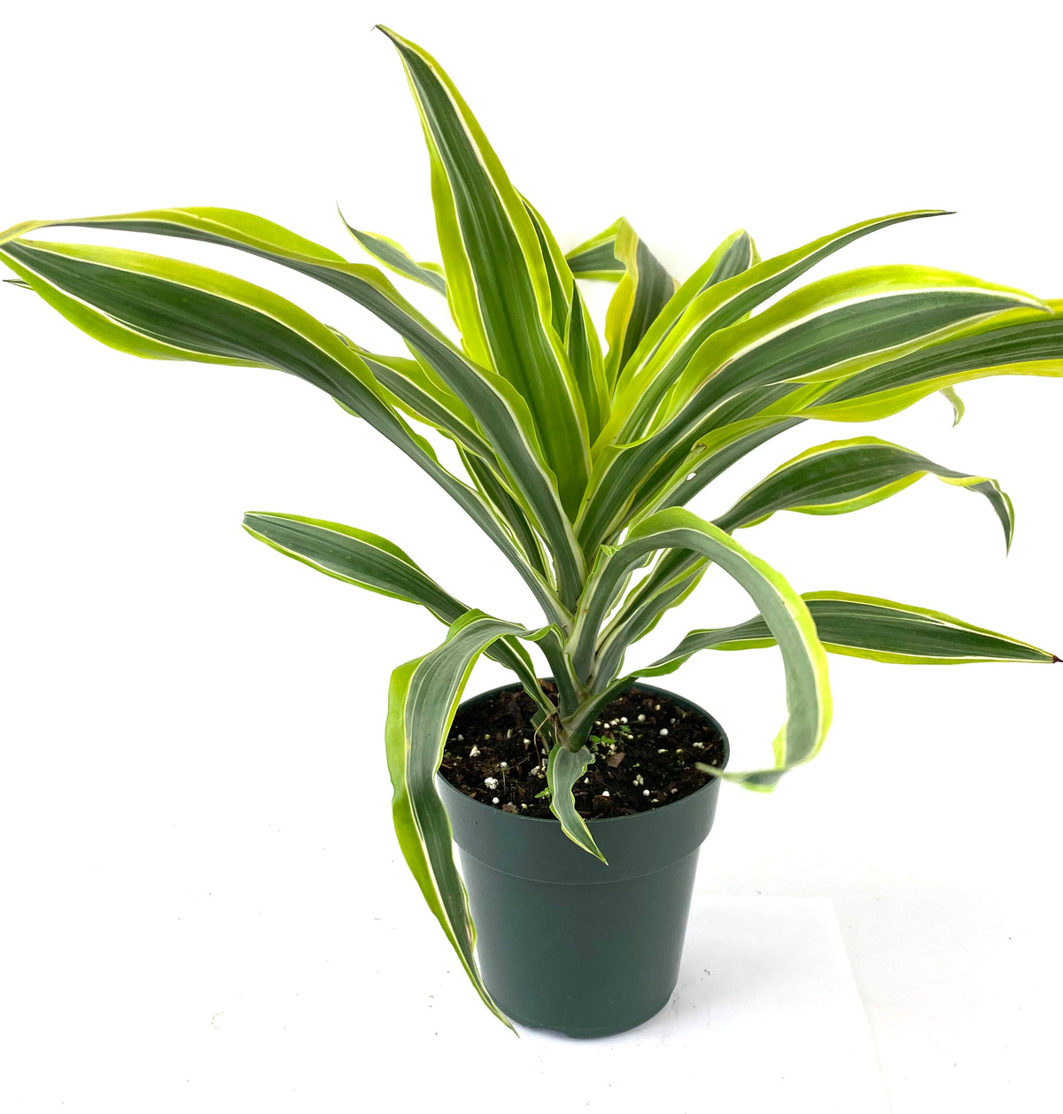 A potted Dracaena Warneckii, also known as Lemon Lime Dragon Tree, with long green leaves striped with yellow margins, placed on a wooden surface against a white background.
