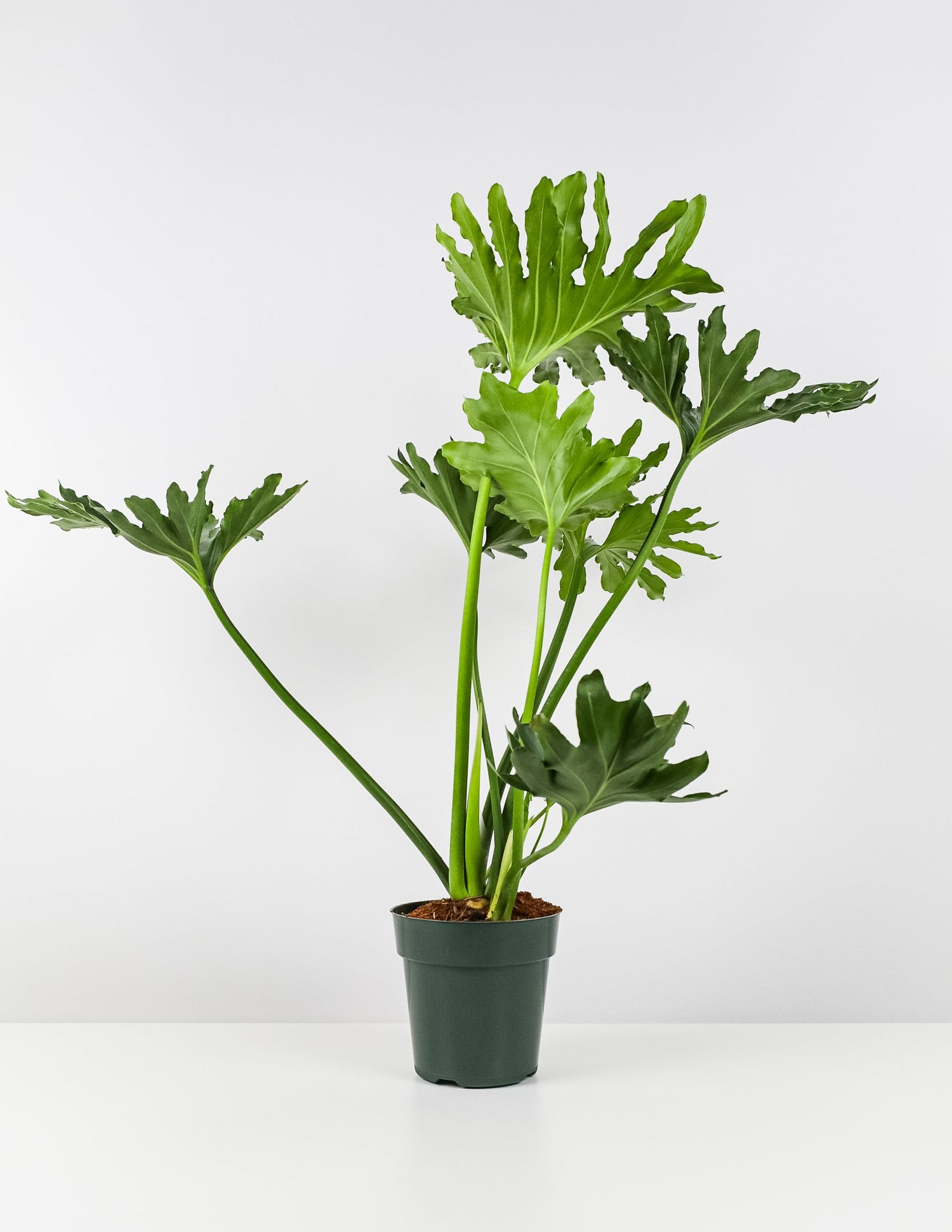hope split leaf philodendron Philodendron Split Leaf Hope
