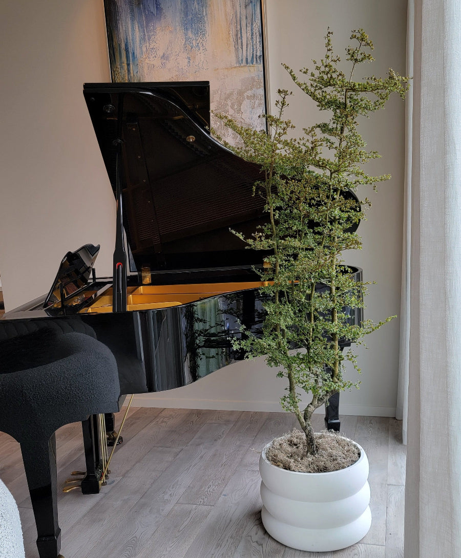 Black olive bucida spinosa Black grand piano in a room with a plant and a painting on the wall.