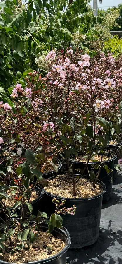 Crape Myrtle Rhapsody in Pink Flowering Tree