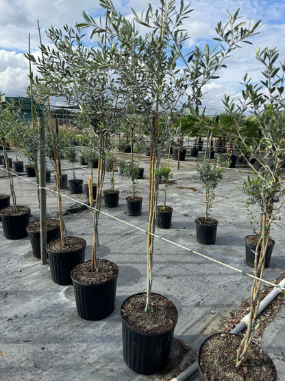 Braided Olive Tree Olea Europaea