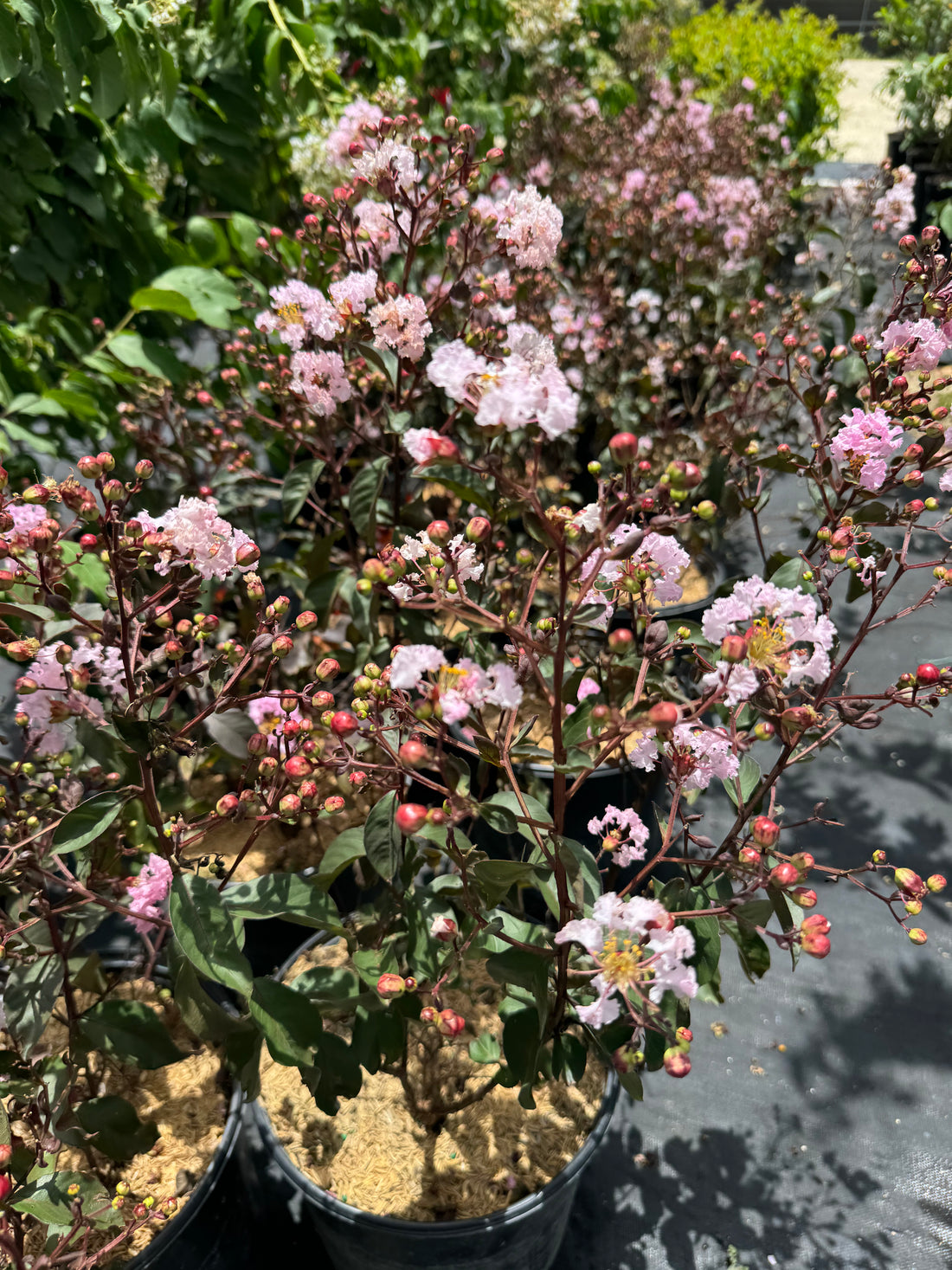 Crape Myrtle Rhapsody in Pink Flowering Tree