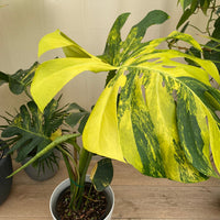 Monstera Deliciosa Aurea Highly Variegated Rare and Exotic
