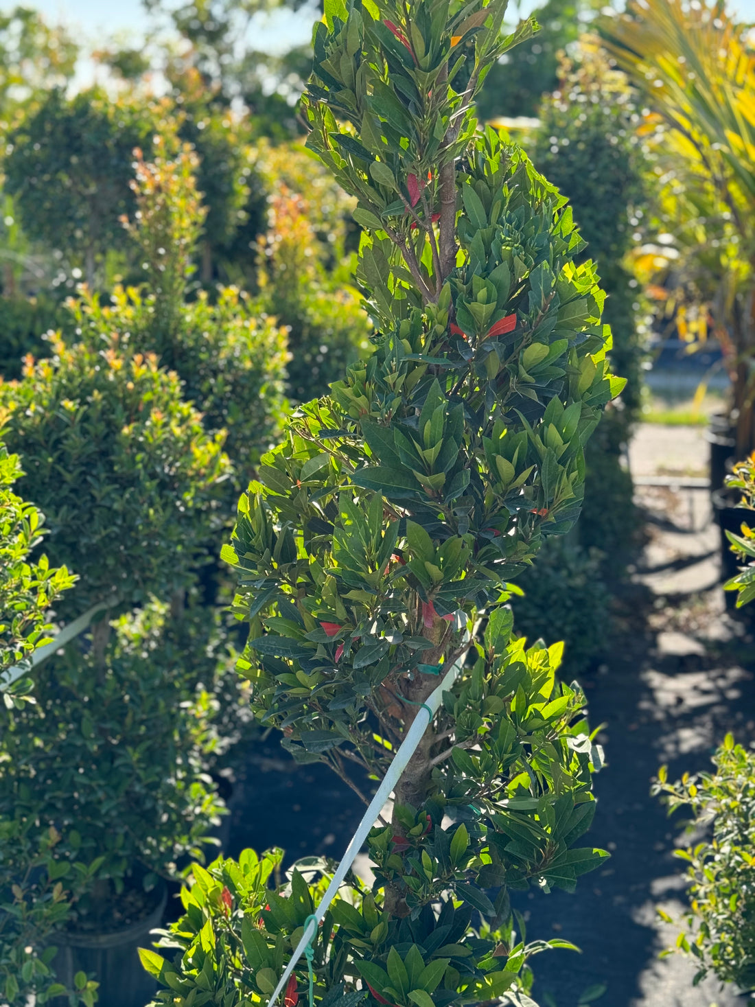 Topiary Spiral Japanese Blueberry Tree
