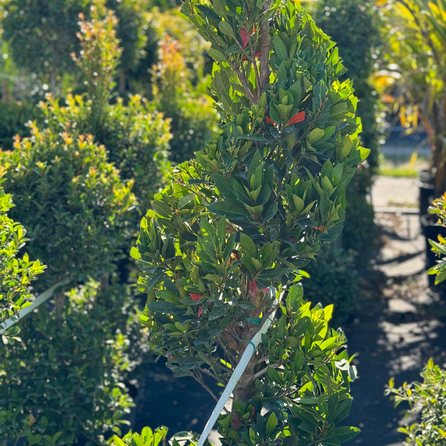 Topiary spiral Tall green shrub with red berries in a garden setting