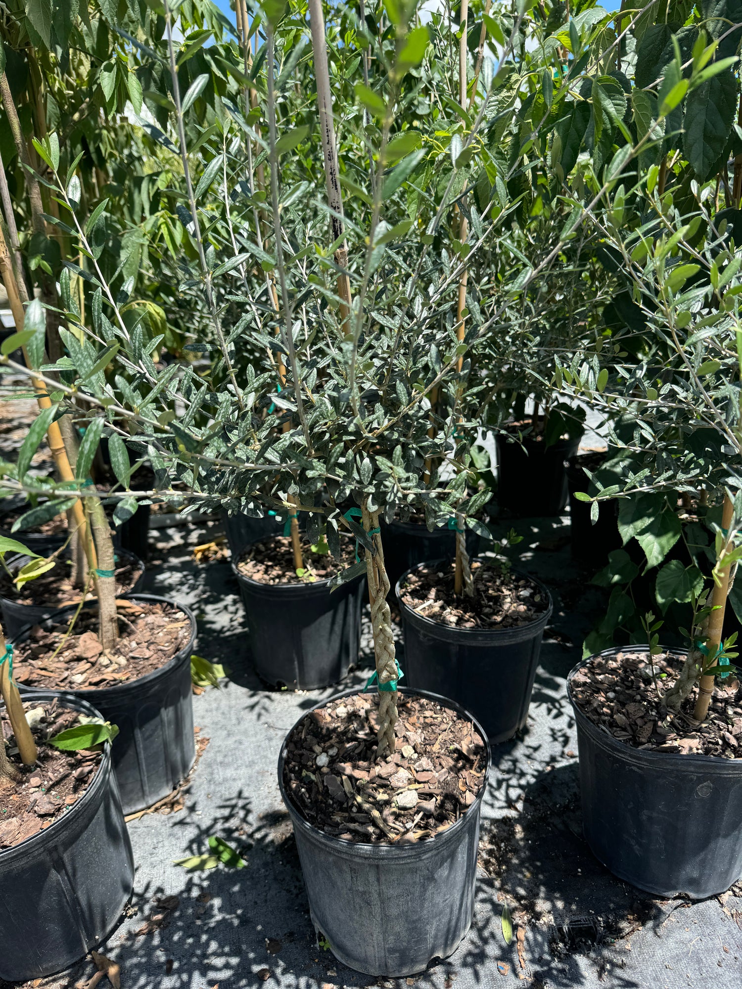 Braided Olive Tree Olea Europaea
