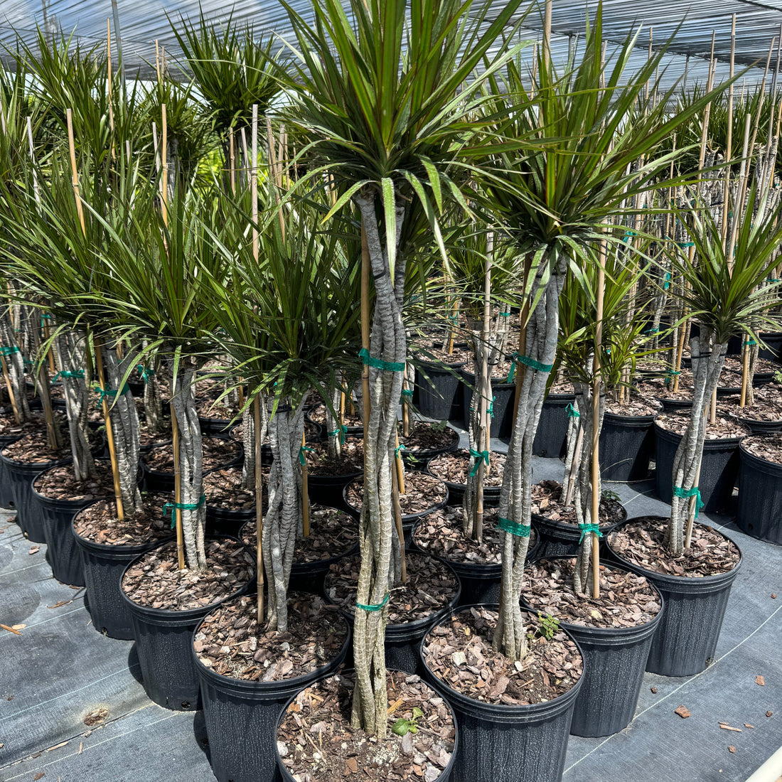 Braided Dracaena Dragon Tree with burgundy edges on green leaves, nursery pot 5gal Row of potted plants
