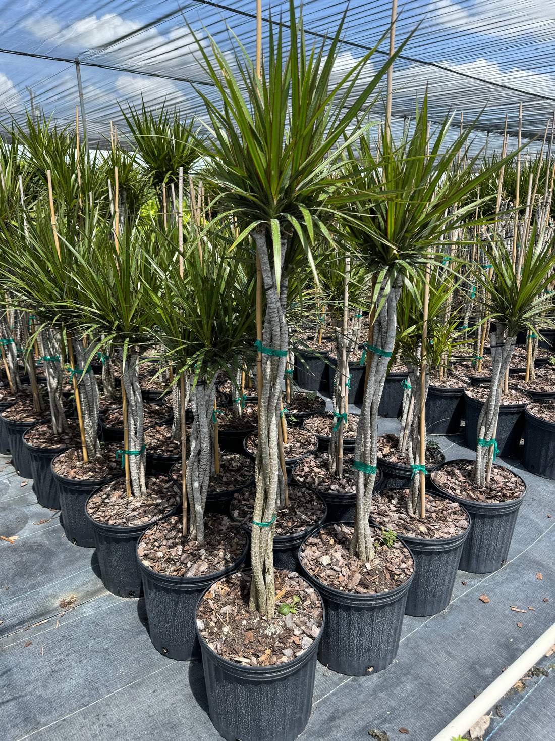 Dracaena Braided Trunk Green, Dragon Tree