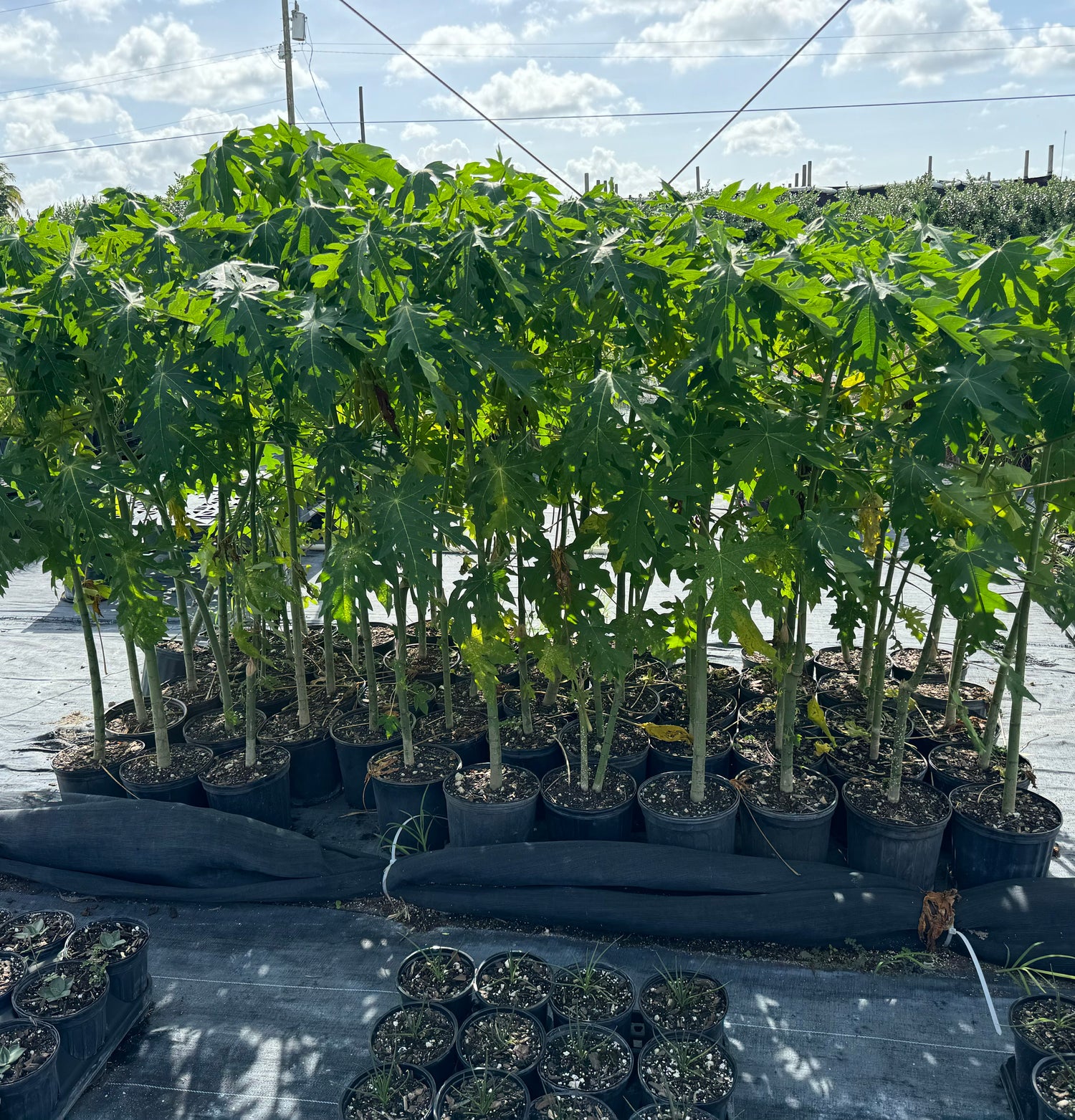 Papaya Red Lady Carica Pawpaw Fruit Tree