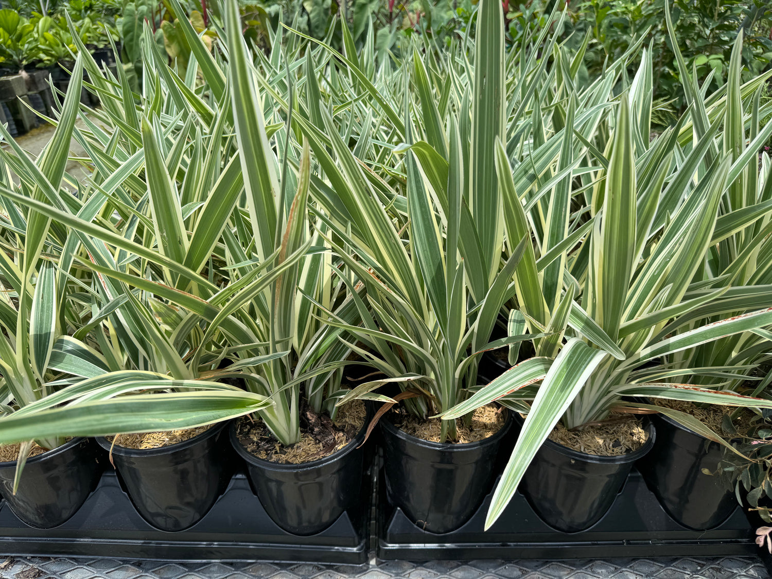 Dianella Flax Lily Silver Streak