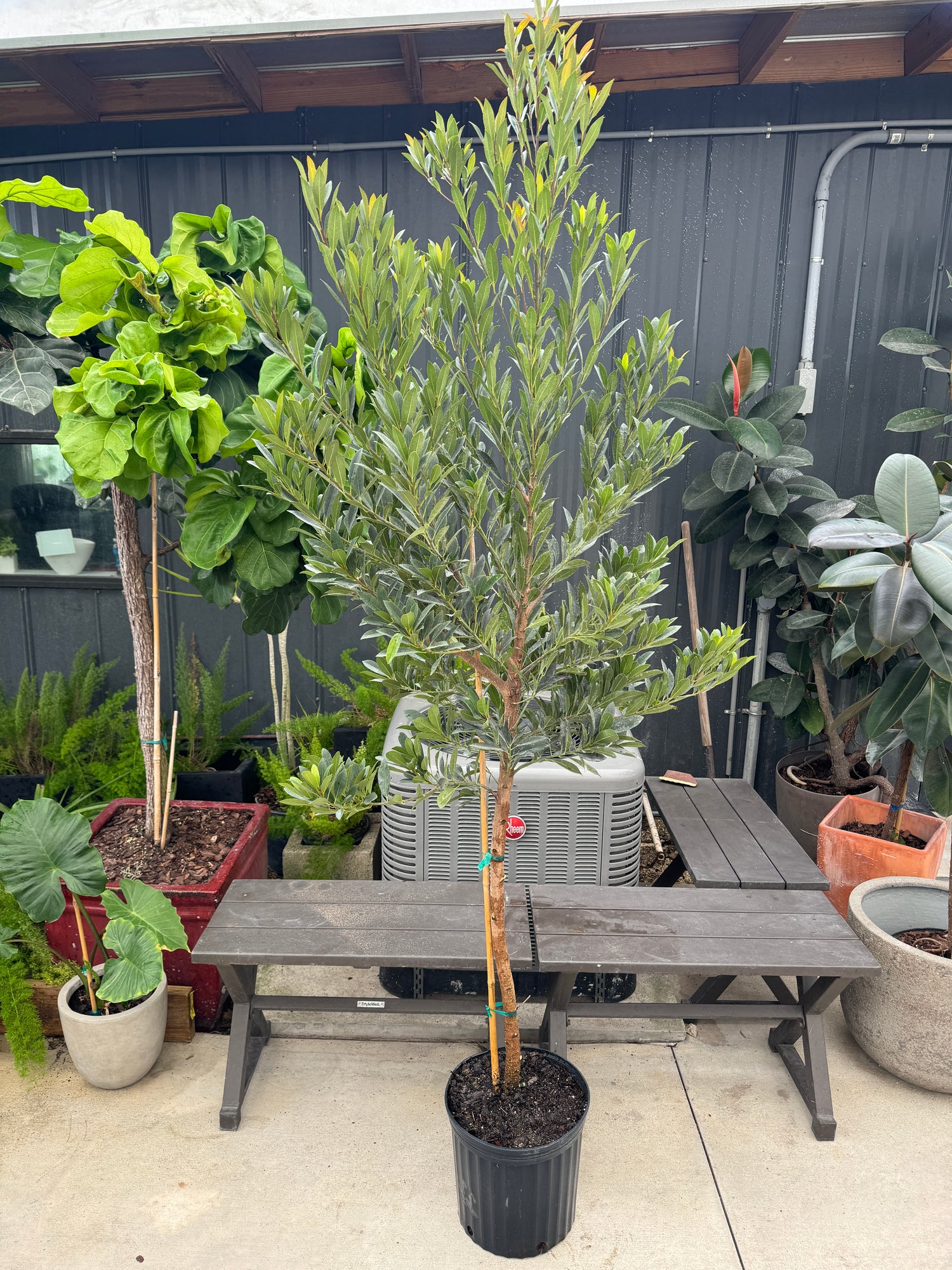 Japanese Blueberry Tree Form, Elaeocarpus Decipiens