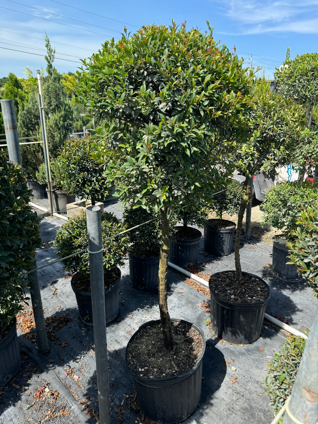 Topiary Eugenia 1-Ball Tree Form