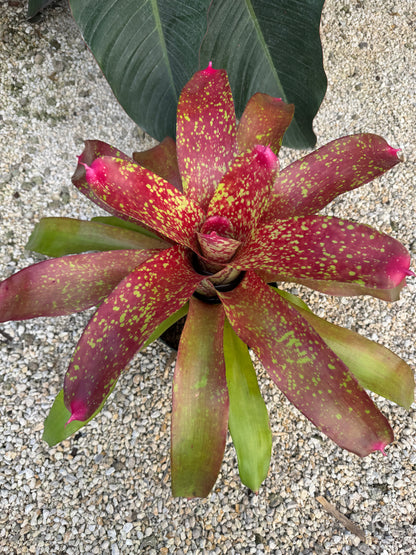 Bromeliad, Neoregelia Jenga