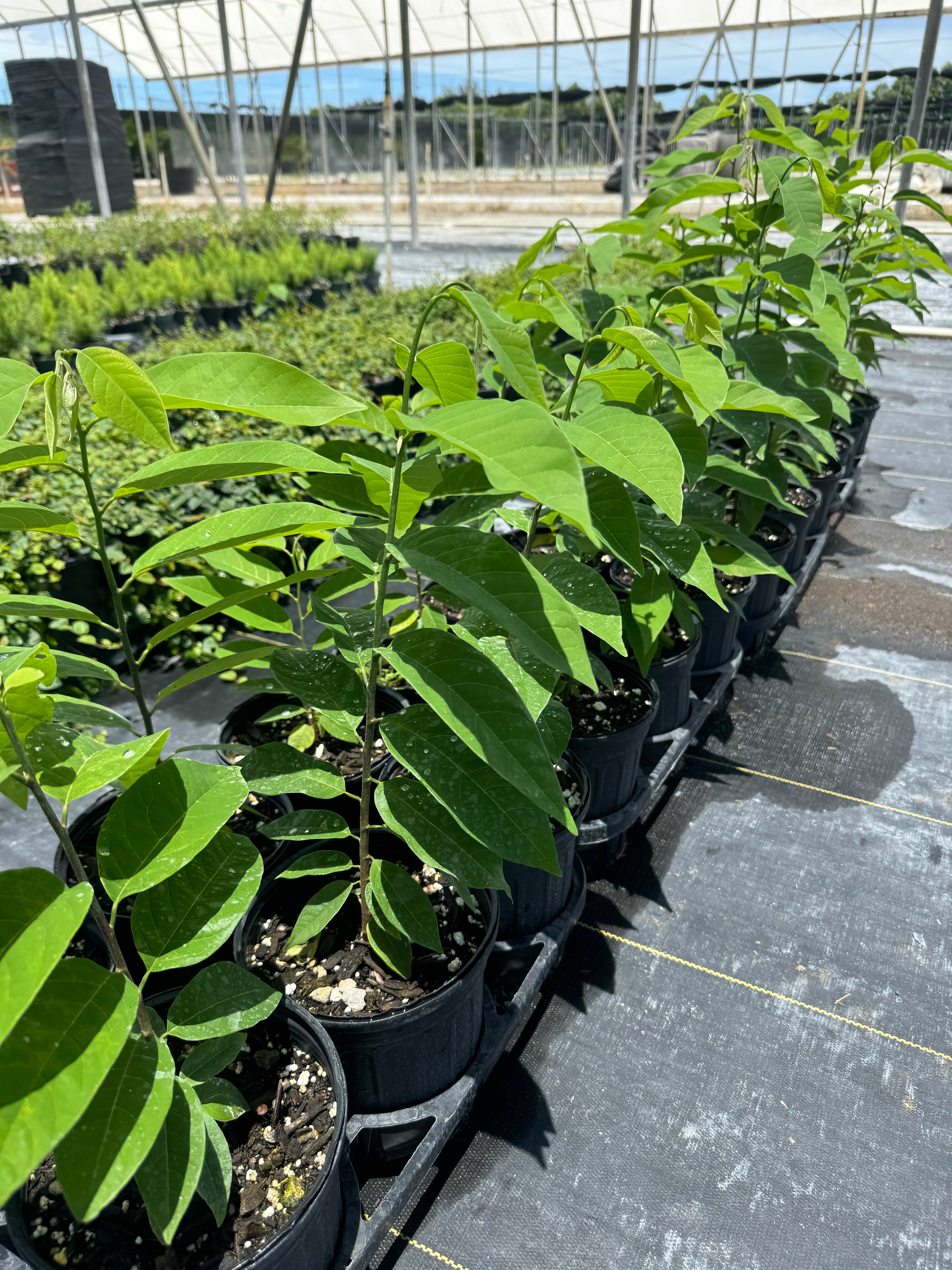 Sugar Apple Fruit Tree, Sweetsop Tree