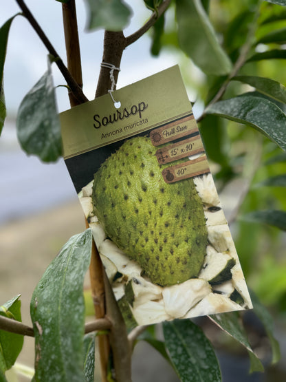 Soursop Guanabana Fruit Tree, Annona Muricata