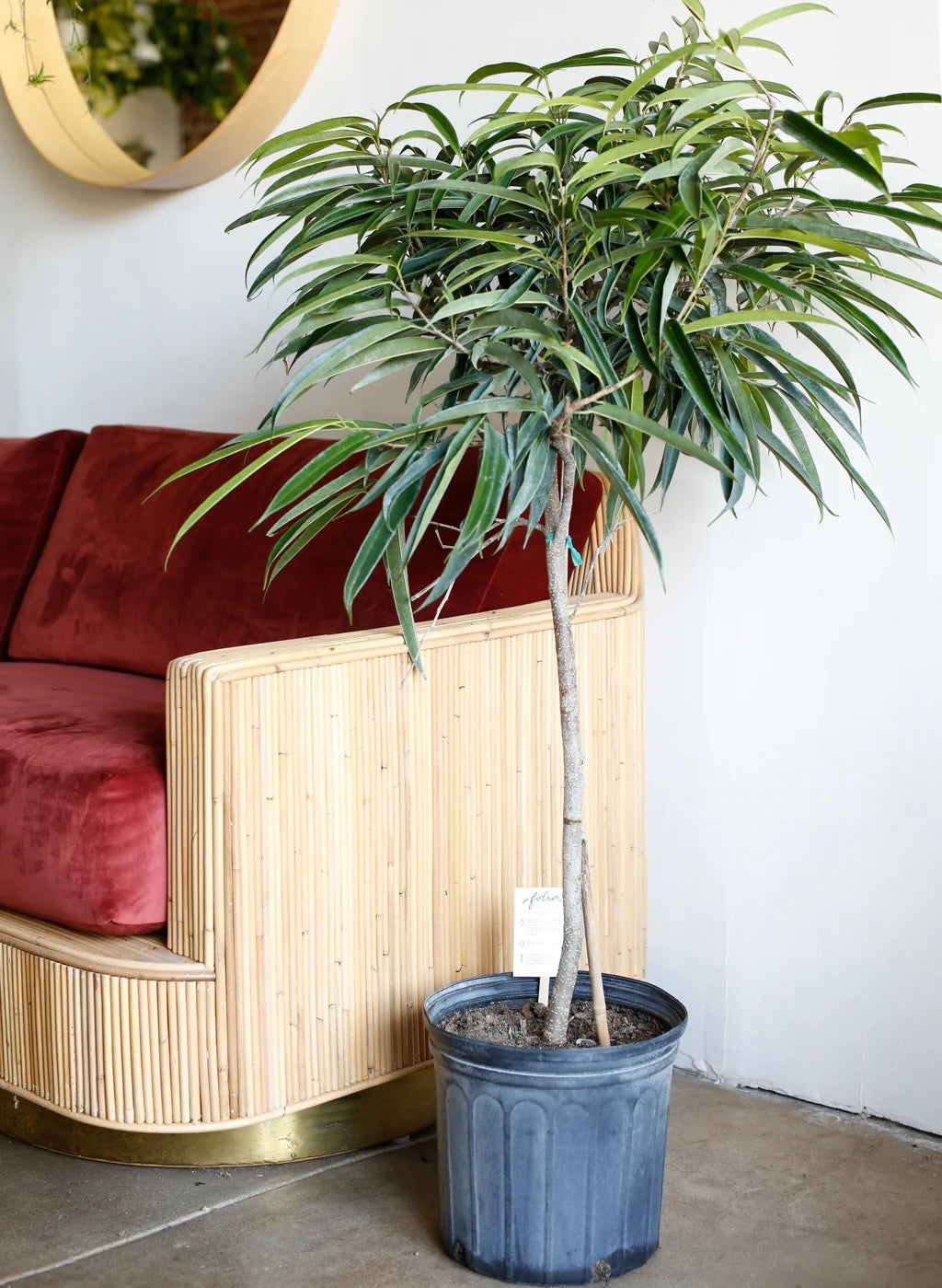 Ficus Alii Tree Form Single Stem, Ficus Maclellandii