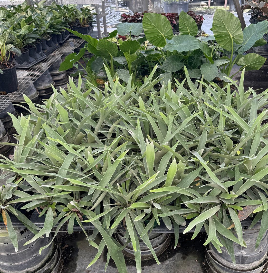 Staghorn Fern Silver Elkhorn, Platycerium Veitchii