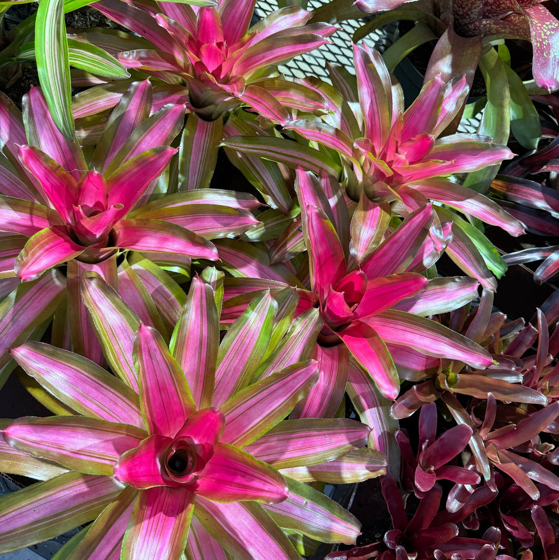 Bromeliad, Neoregelia Tricolor close up of it