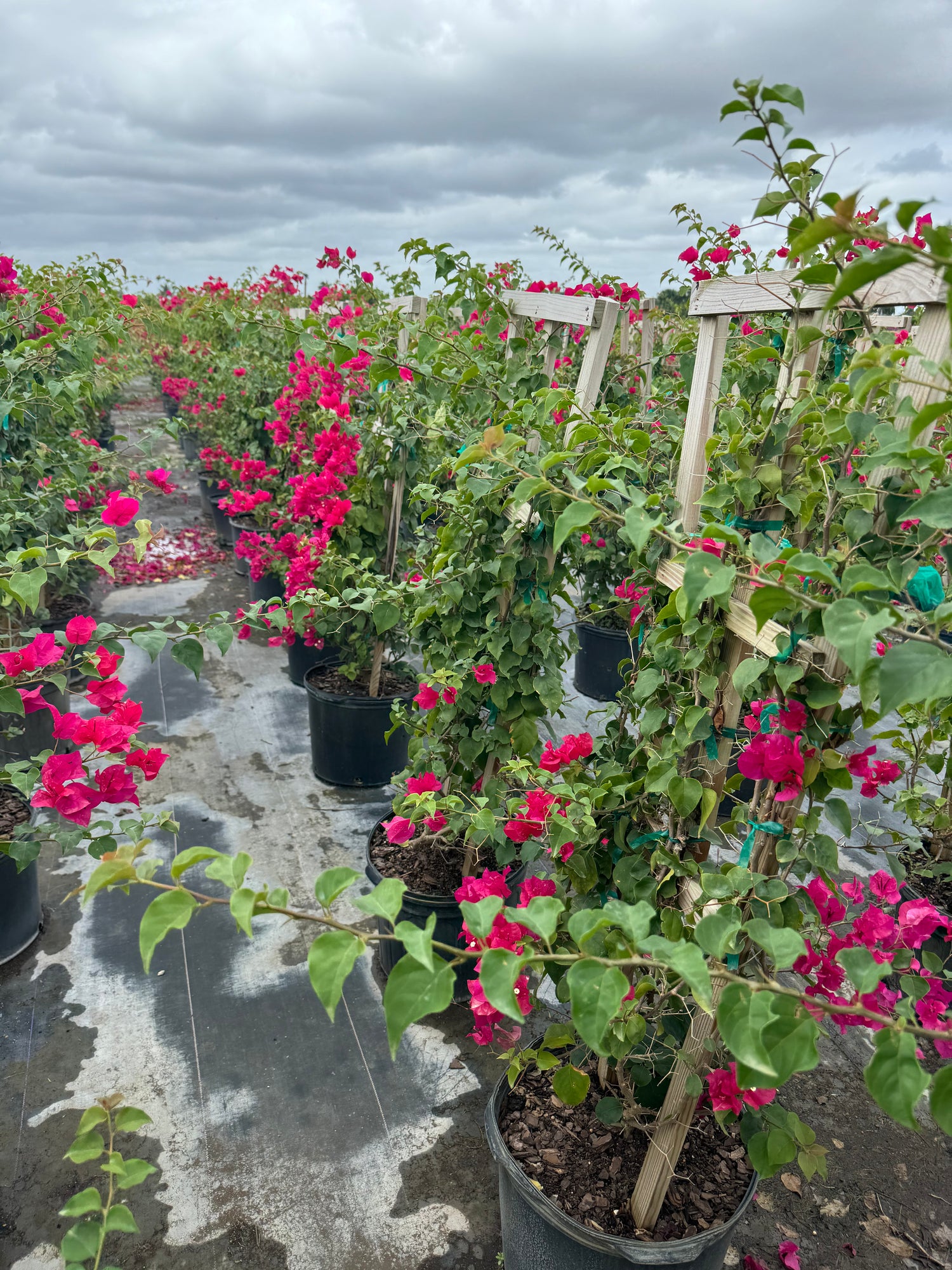 Bougainvillea Barbara Karst Red Flowering Tree