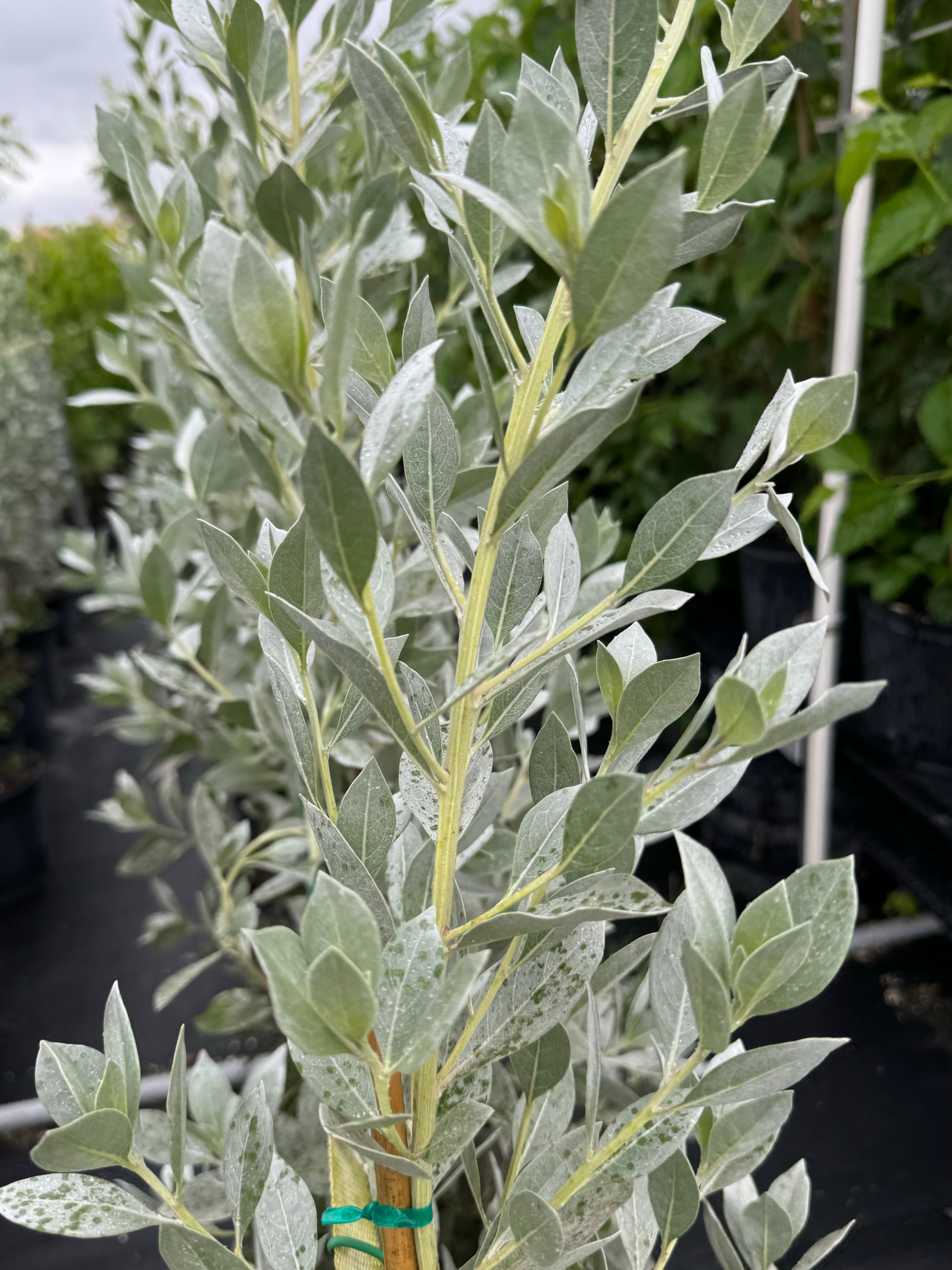 Silver Buttonwood Tree Form, Florida Landscape Tree