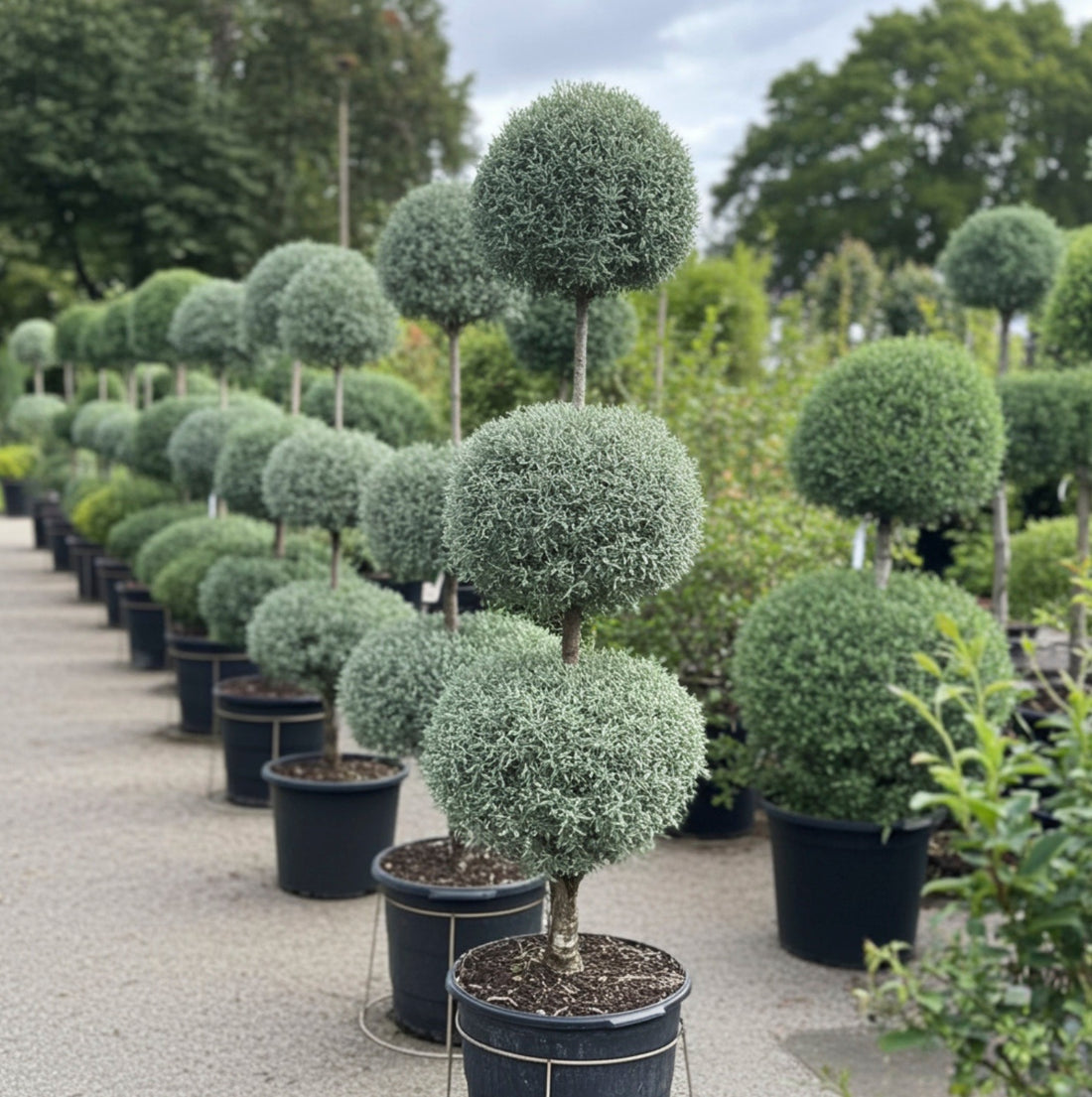 Topiary 3-Ball Carolina Sapphire