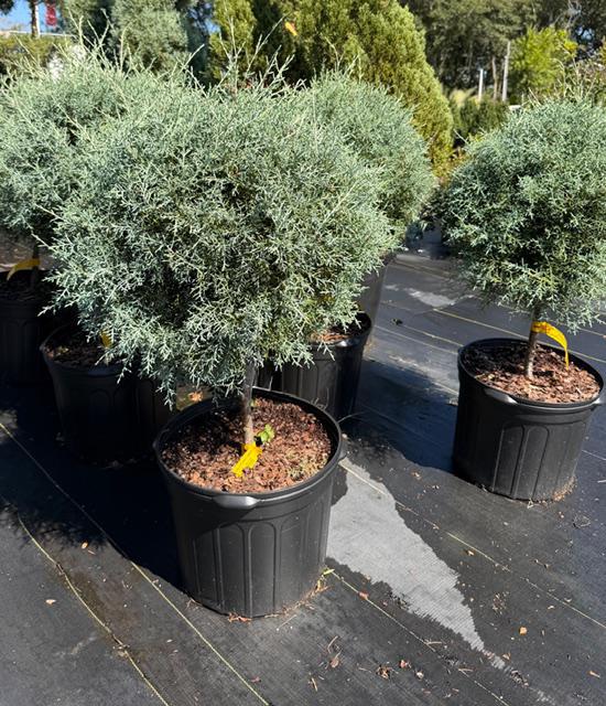 Topiary 1-Ball Carolina Sapphire Tree Form