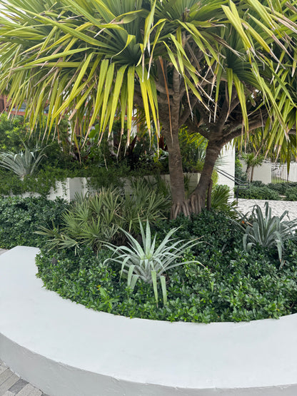 Bromeliad Odorata Alcantarea