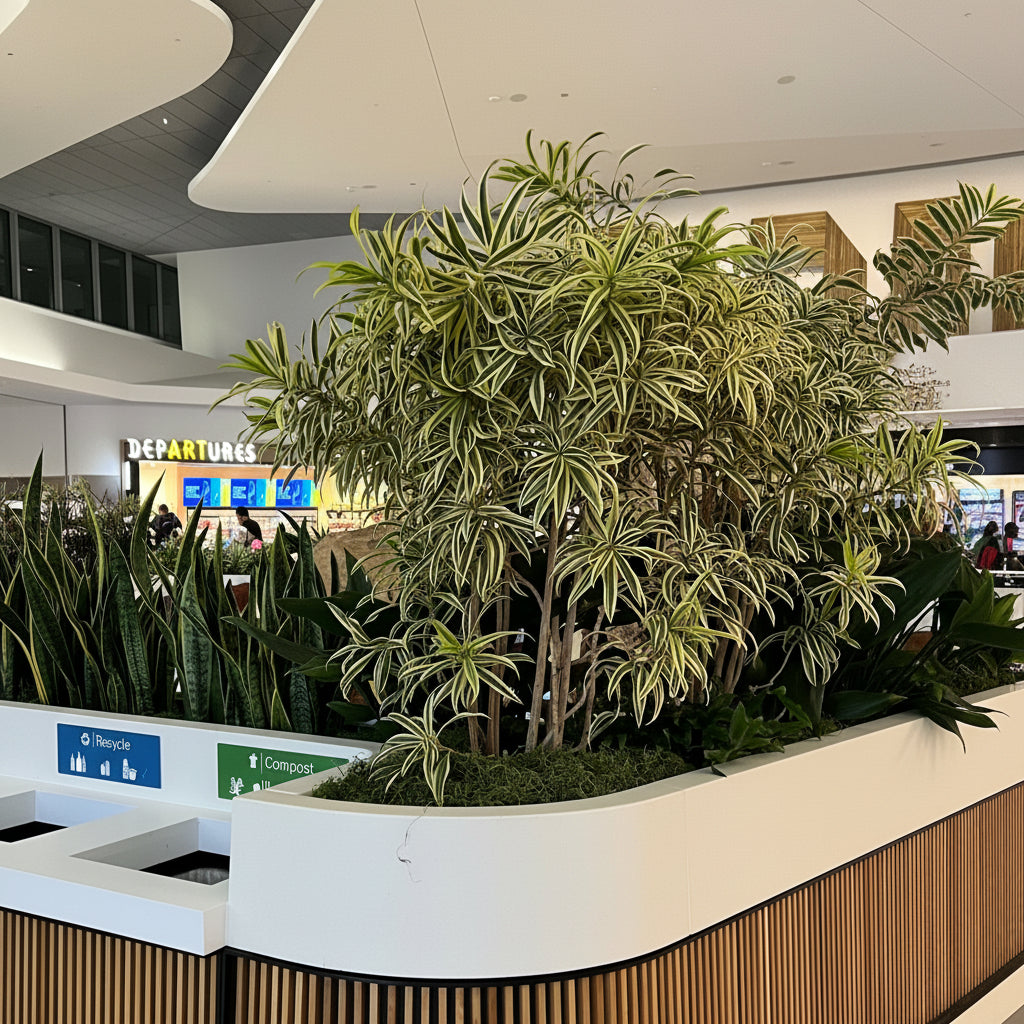 Lush Song of India plants with green and yellow variegated leaves growing in a large white and wood planter